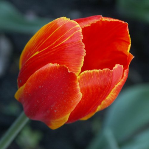 Red tulip jigsaw puzzle
