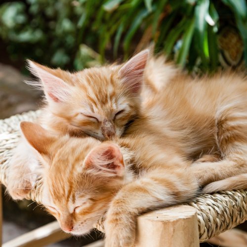 Red kittens jigsaw puzzle