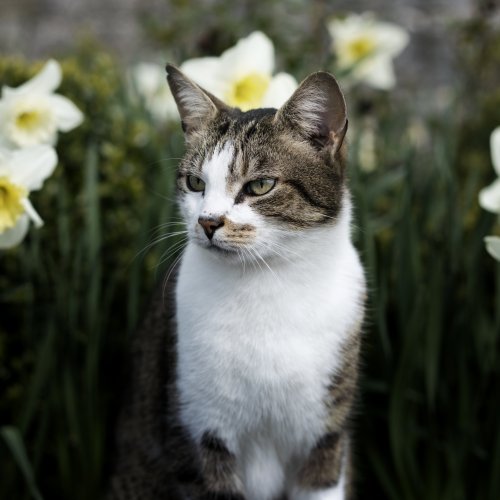 Cat and daffodils jigsaw puzzle