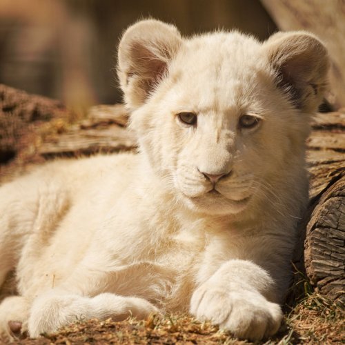 White baby lion jigsaw puzzle
