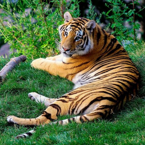 Chilling tiger jigsaw puzzle