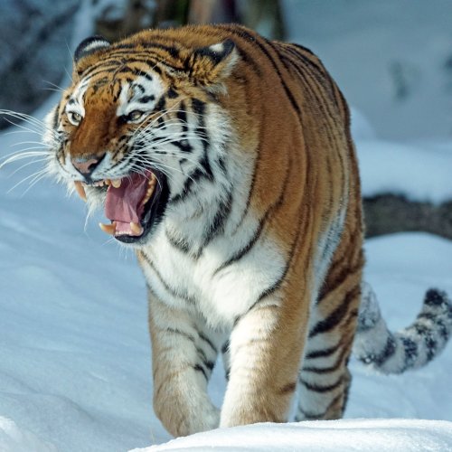 Tiger in the snow jigsaw puzzle