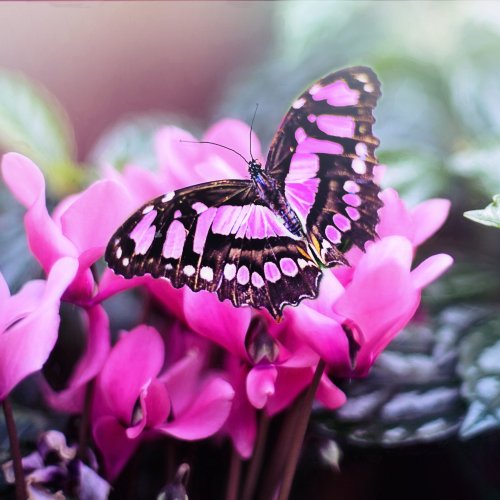Pink Butterfly jigsaw puzzle