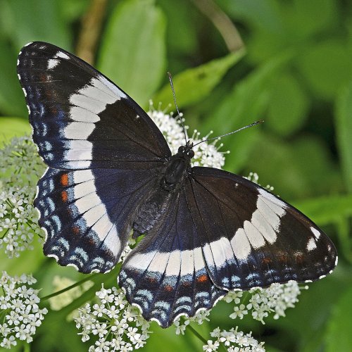 White admiral jigsaw puzzle