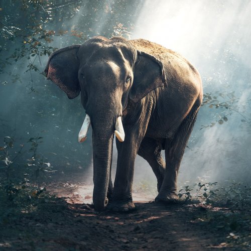 Elephant in the forest jigsaw puzzle