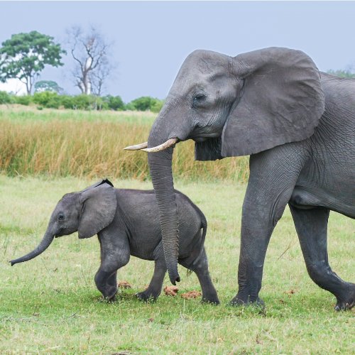 Mom and Baby Elephant jigsaw puzzle