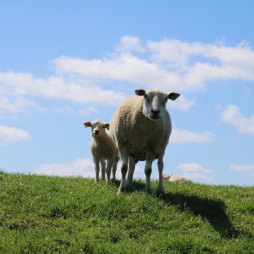 Sheep On the Hill jigsaw puzzle