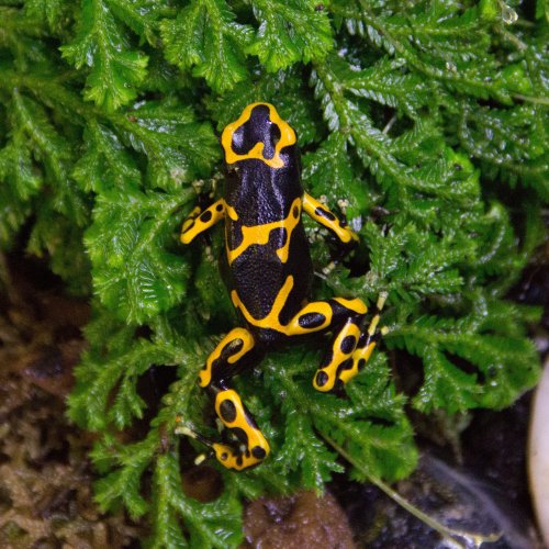 Yellow-banded poison dart frog jigsaw puzzle