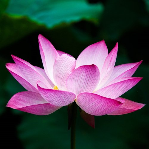 Pink lotus flower jigsaw puzzle