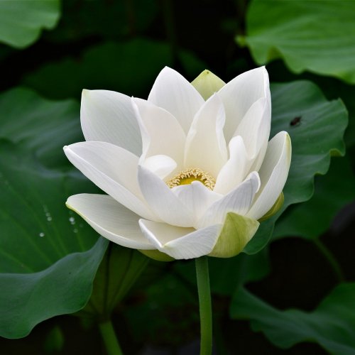 White lotus flower jigsaw puzzle
