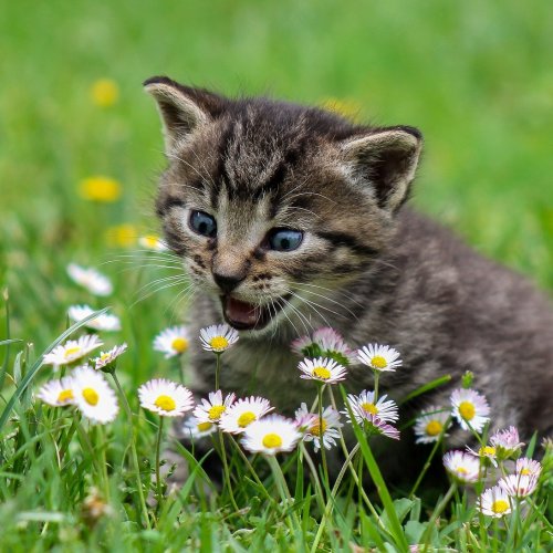 Kitty on a Meadow jigsaw puzzle