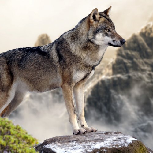 Wolf on the edge jigsaw puzzle