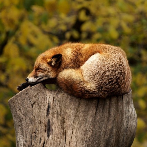 Sleeping fox jigsaw puzzle