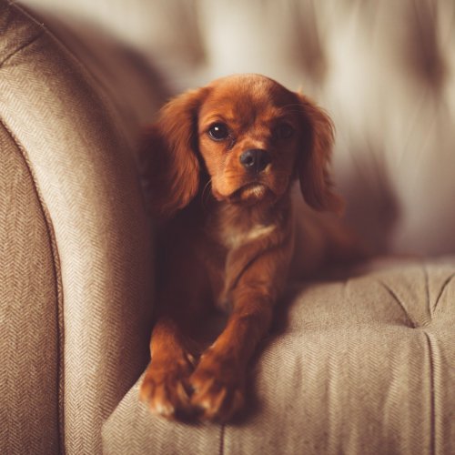 Puppy on the couch jigsaw puzzle