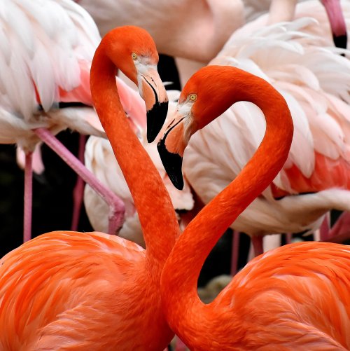 Puzzle: Two pink flamingos