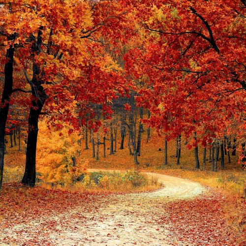 Autumn Forest Road jigsaw puzzle