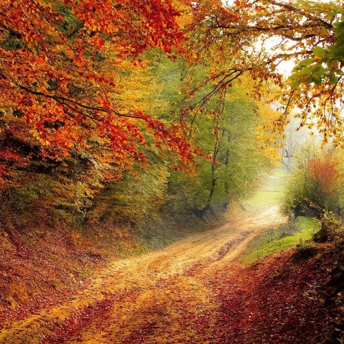 Пазл «Лесная тропа осенью»