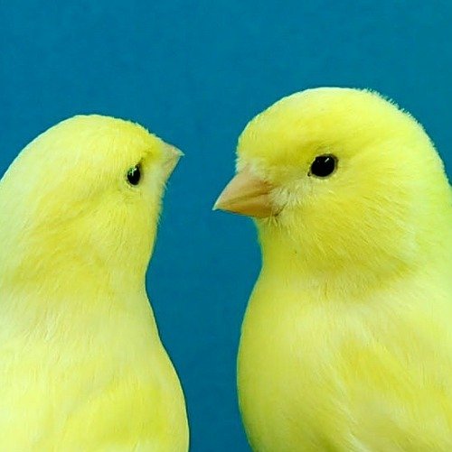 Two canaries jigsaw puzzle