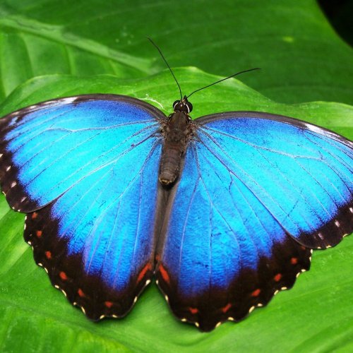 Morpho Butterfly jigsaw puzzle