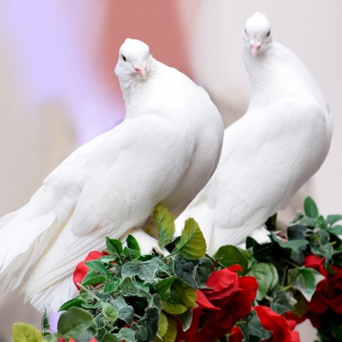 Two white pigeons jigsaw puzzle