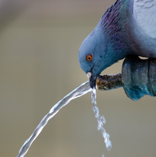 Pigeon drinking water jigsaw puzzle