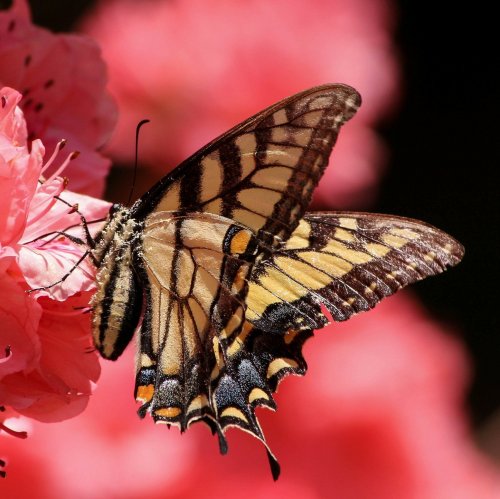 Old World Swallowtail jigsaw puzzle