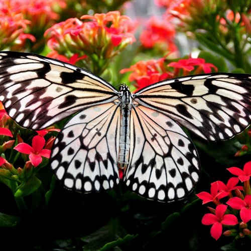 Butterfly on a Red Flower jigsaw puzzle