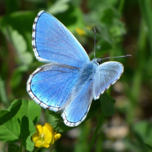 Blue Butterfly jigsaw puzzle