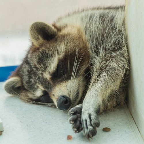 Sleeping raccoon jigsaw puzzle