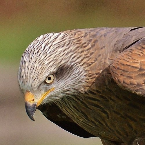 The red kite jigsaw puzzle