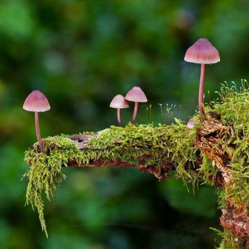 Toadstool jigsaw puzzle