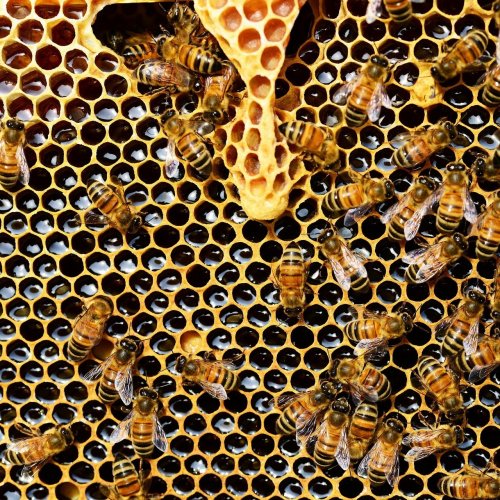 Bee and honeycomb jigsaw puzzle