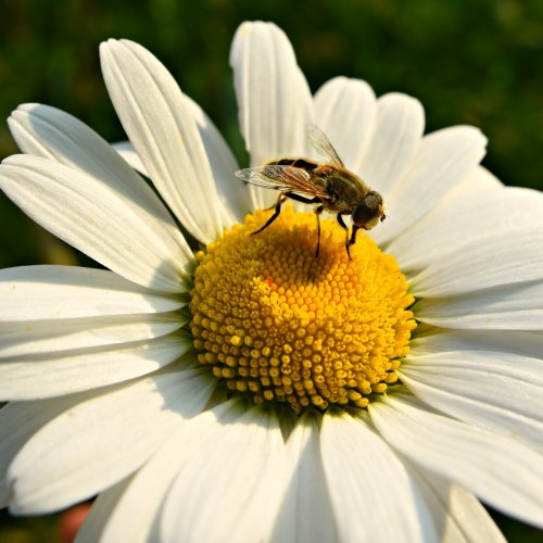 Bee and flower jigsaw puzzle