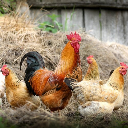 Hens jigsaw puzzle