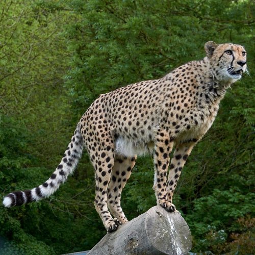Cheetah on the hunt jigsaw puzzle