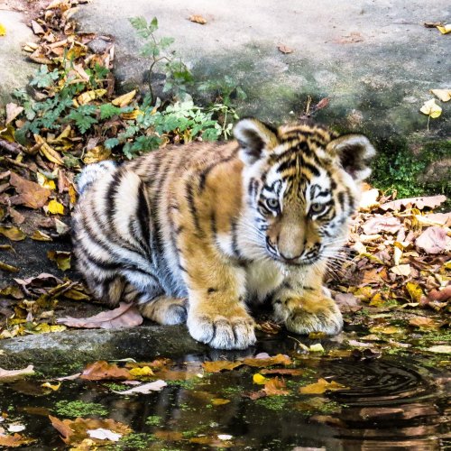 Little Baby Tiger jigsaw puzzle