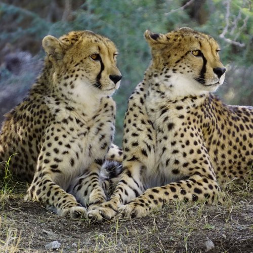 Two cheetahs jigsaw puzzle