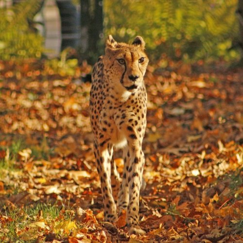 Cheetah in the autumn forest jigsaw puzzle