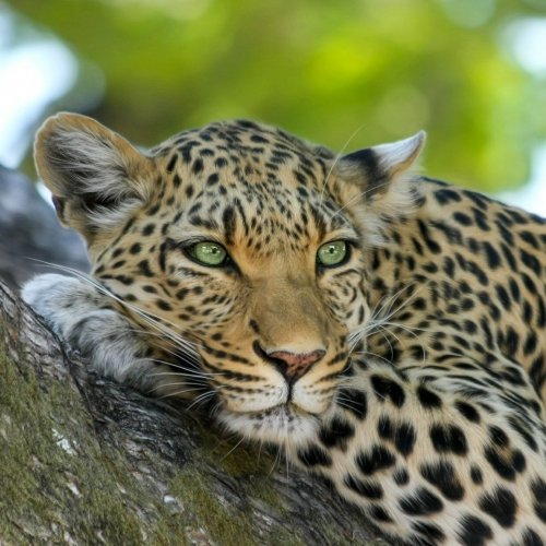 Resting leopard jigsaw puzzle