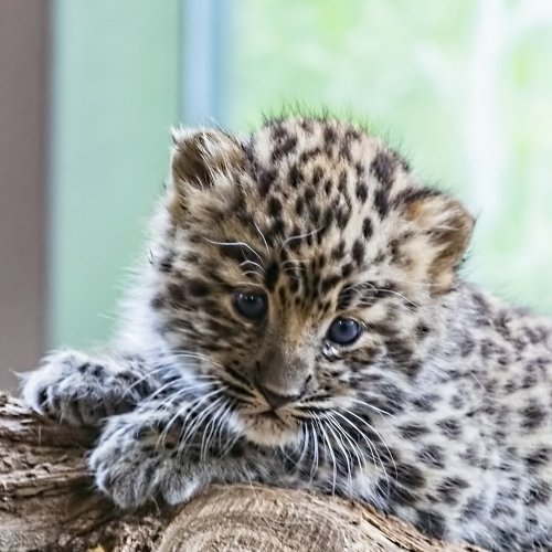 Baby leopard jigsaw puzzle