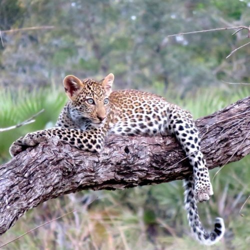 Leopard sleeping on the tree bench jigsaw puzzle