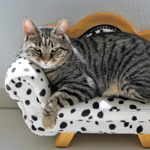 Kitty on the couch jigsaw puzzle