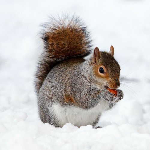 Squirrel on the snow jigsaw puzzle