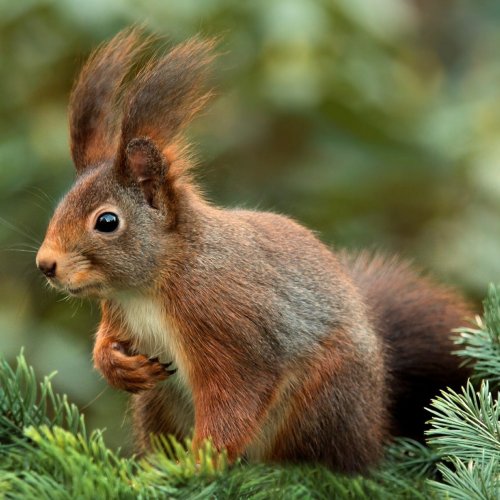 Squirrel on a tree jigsaw puzzle