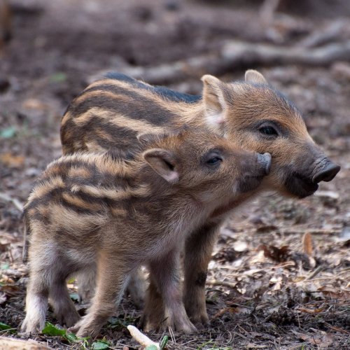 Two little boars jigsaw puzzle