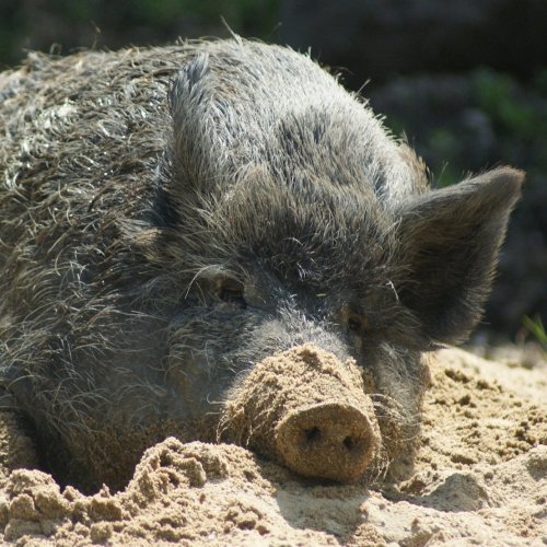 Wild boar in the sand jigsaw puzzle