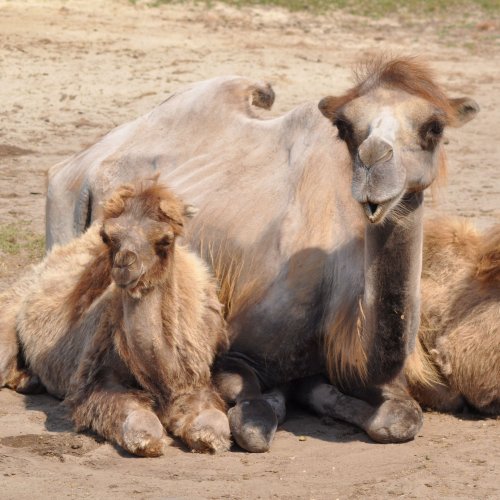 Mother Camel and the Cub jigsaw puzzle
