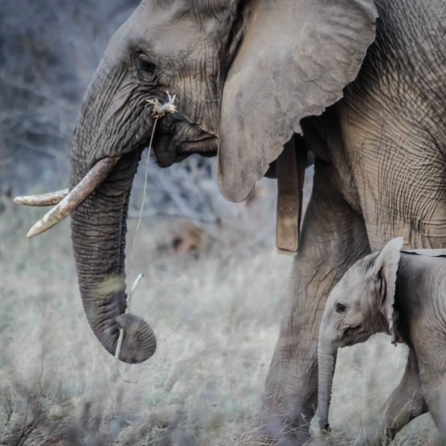 Mom and baby elephant jigsaw puzzle