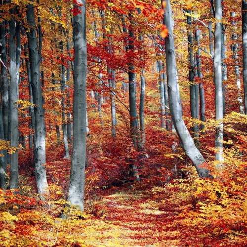 Autumn forest jigsaw puzzle