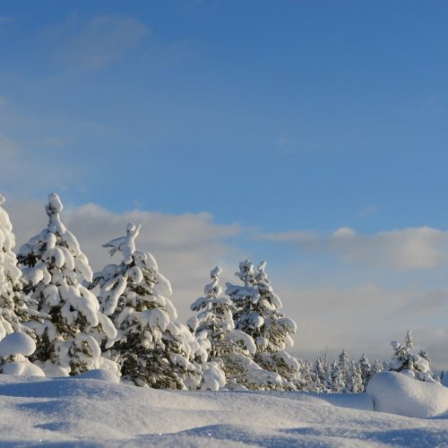 Winter Forest Online Jigsaw Puzzle